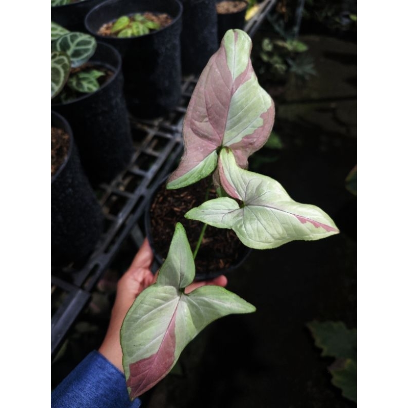 SYNGONIUM STRAWBERRY MILK