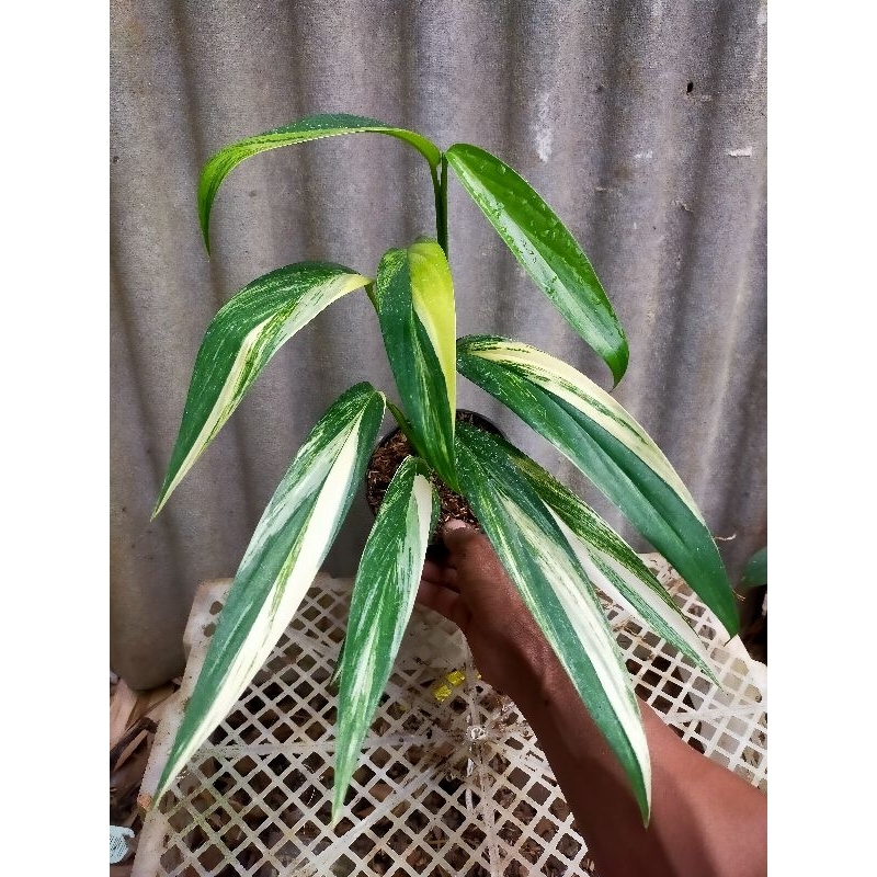 epipremnum amplissimum