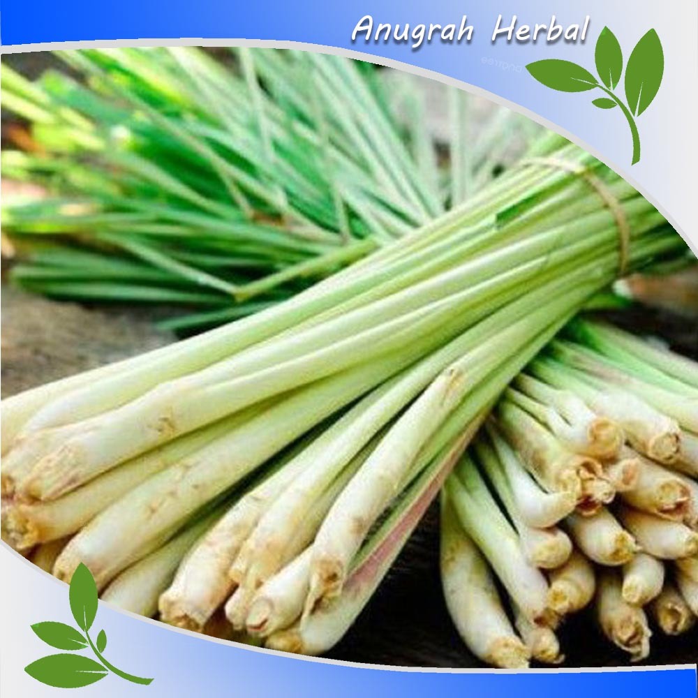 

Sereh Sayur Segar Sereh Bumbu - Serai Lanang Herbal