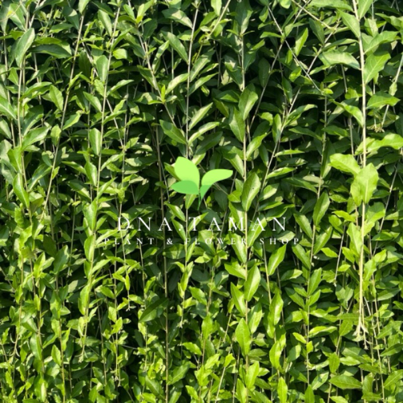 PROMO// TANAMAN HIAS LEE KWAN YEW 1 METER//LI KWAN YU