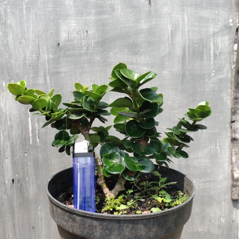 Bahan bonsai natal plum