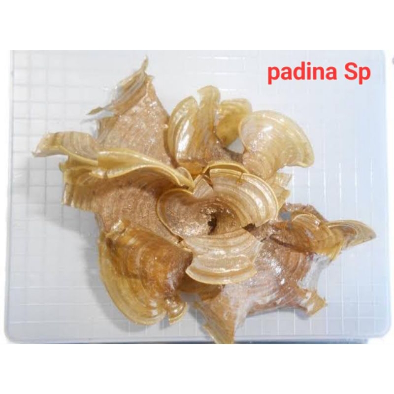 

rumput laut padina sp / acerosa