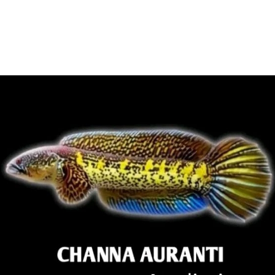 chana auranti wc