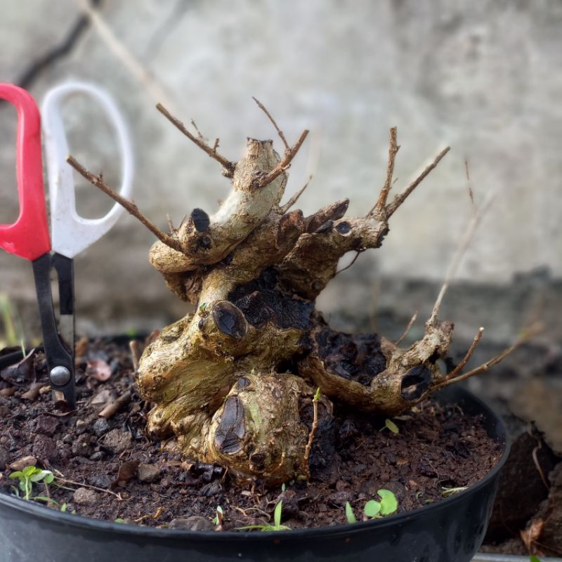 Wahong Gunung prospek cakep