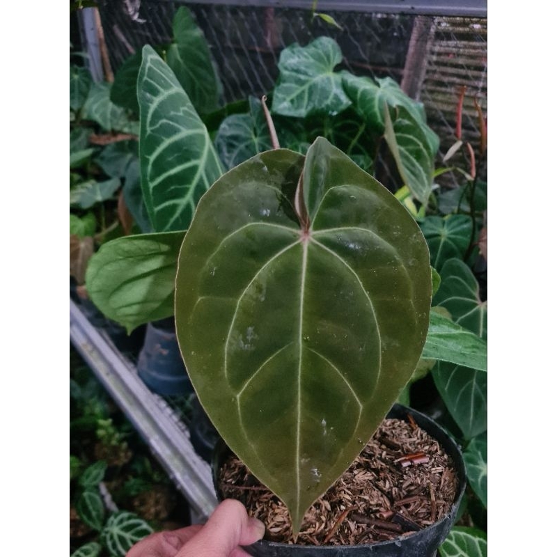 anthurium ace of spades