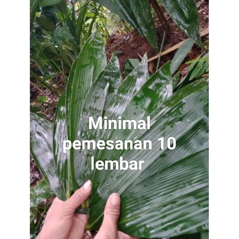 

PROMO-Daun bambu segar perlembar di ambil dadakan