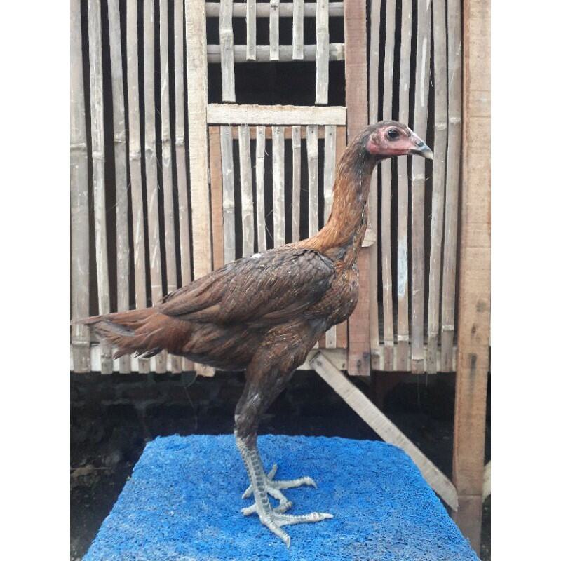 Telur Fertil Telur Tetas Ayam Aduan Pama NinjaBL Cros Pama untuk ditetaskan