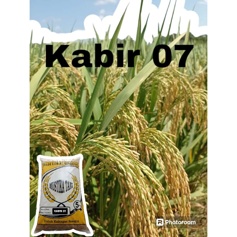 BENIH PADI KABIR 07 ORIGINAL 5KG