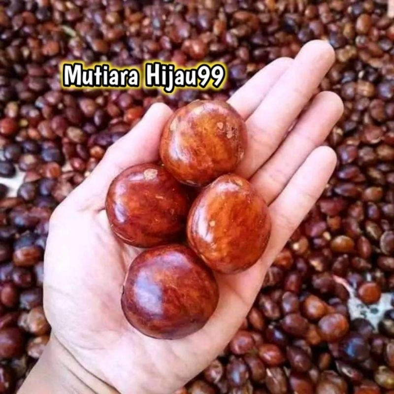 

JENGKOL TUA SUPER KEMASAN 500GR/JENGKOL TUA MENTAH/JENGKOL SEGAR PILIHAN/JENGKOL KULIT/JENGKOL MURAH