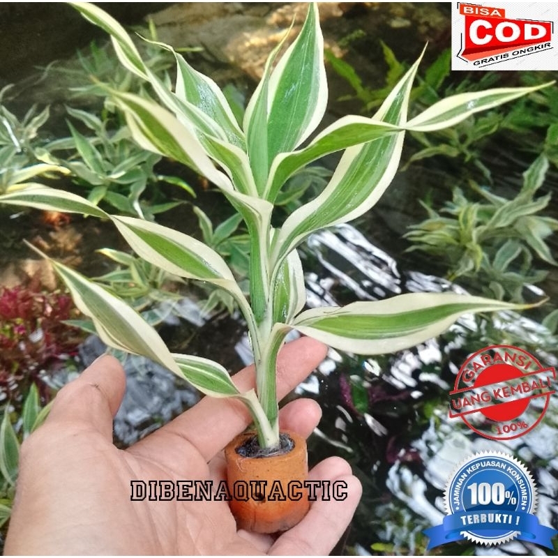 bambu hoki-sri rejeki-bambu air media pot tanaman hias-tanaman aquascape akuarium paludarium