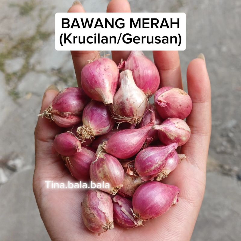 

Bawang Merah Kecil/Krucilan/Gerusan, Asli Dari Petani Nganjuk Jawa Timur, Kwalitas Terjamin
