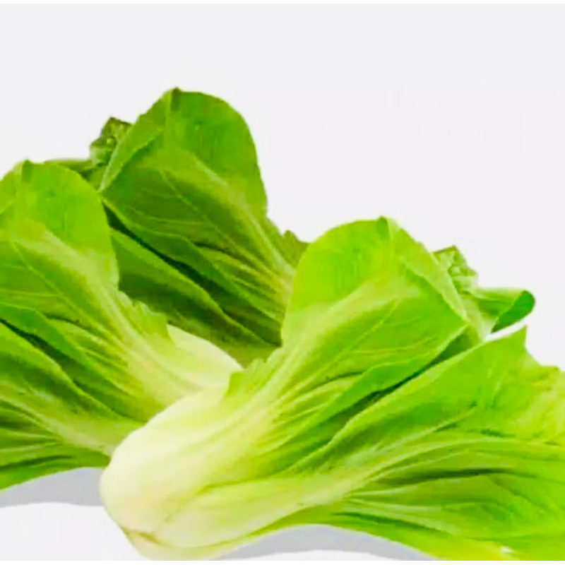 

sawi pokcoy/sayur sawi/sayur pokcoy