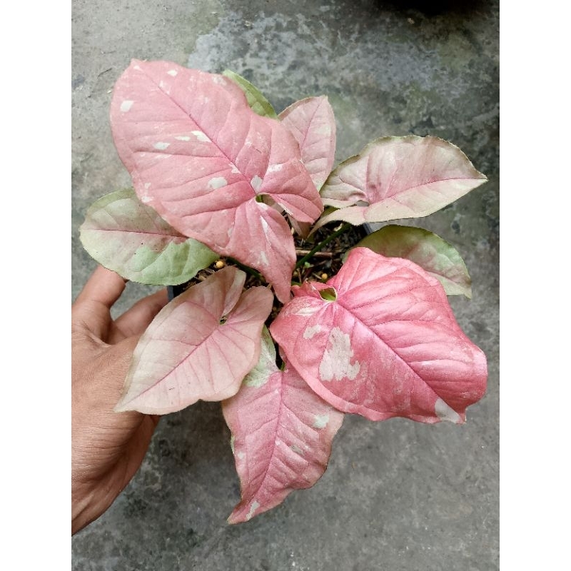 syngonium pink candy