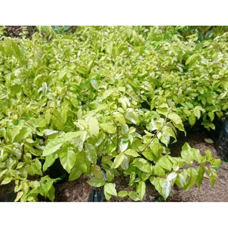 anting putri varigata