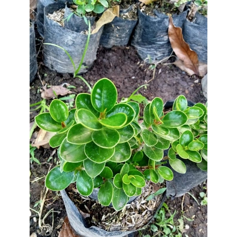 DOLAR MIKRO MANGKOK ORIGINAL