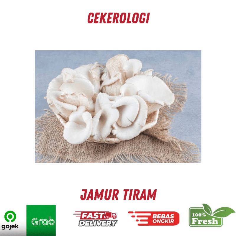 

Jamur Tiram 250gr / Jamur Tiram / Jamur / Jamur Tiram Fresh Berkualitas / JABODETABEK / Sayur / Sayur Sayuran