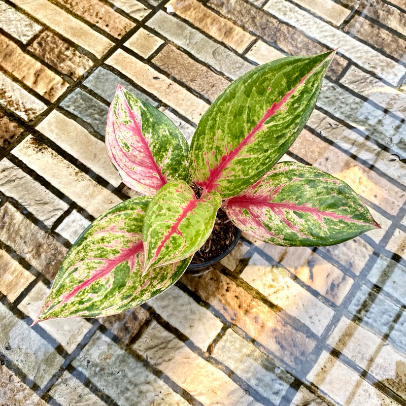 Aglaonema Red Imelda