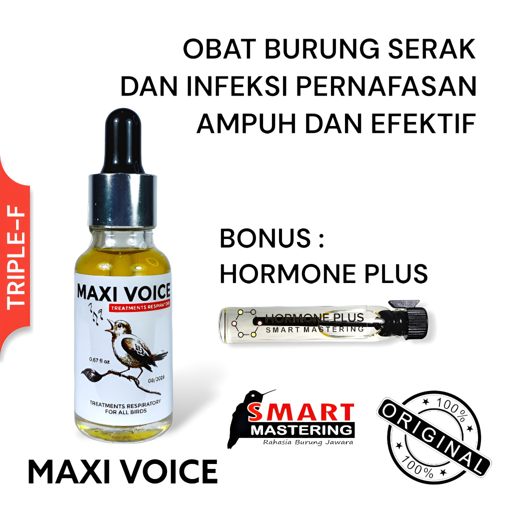 MAXI VOICE Obat Burung Serak Ampuh Sembuhkan Suara Burung Serak (Terbaik, Effective, Best Seller)