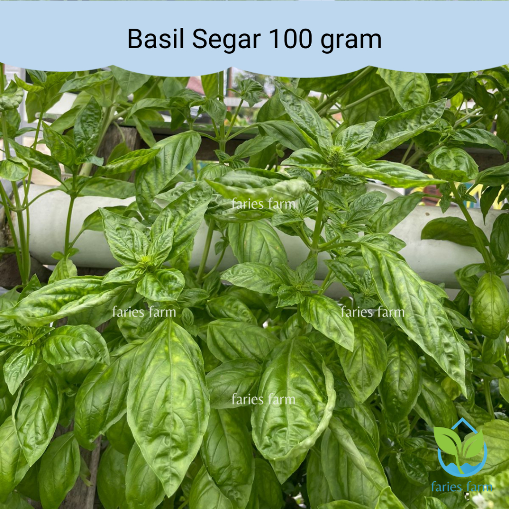 

Basil Segar 100 gram Fresh Basil Daun Basil Sayuran Daun