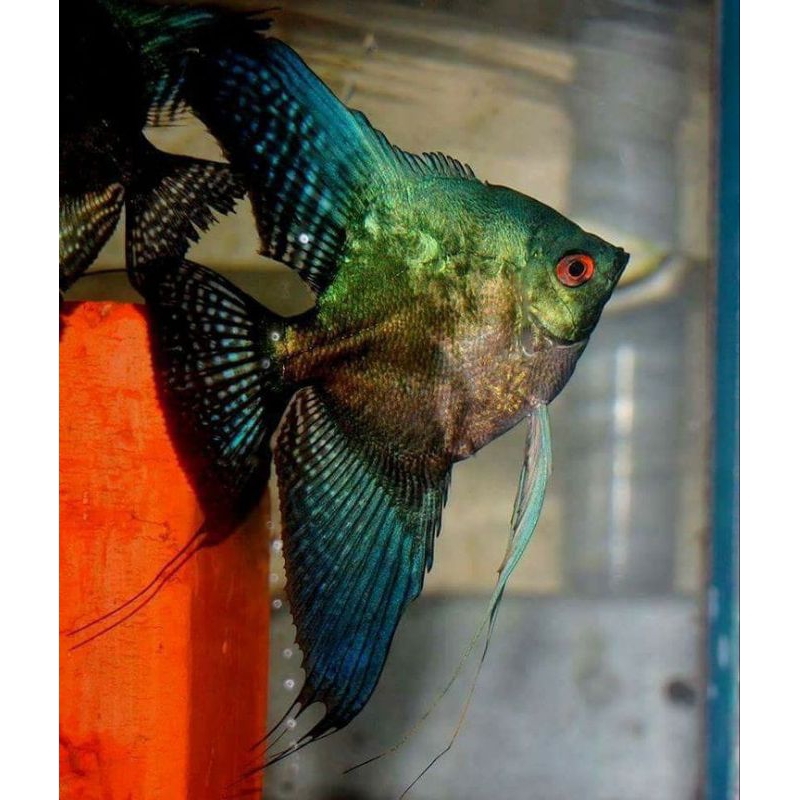 Manfish Black Avatar Manfish Avatar 2.5 - 3 cm - ETALASEl