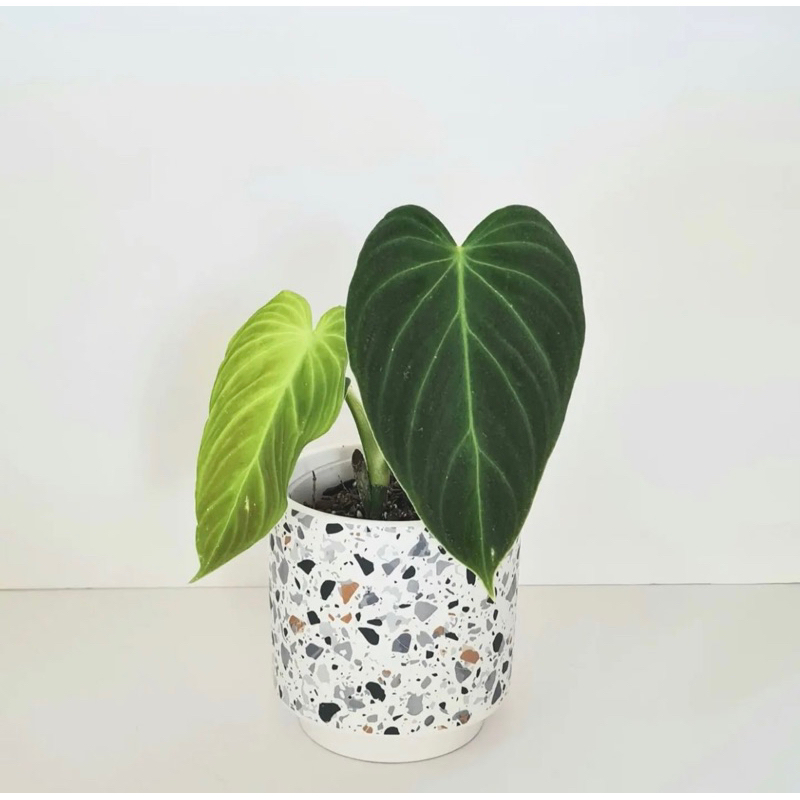 philodendron melanochrysum