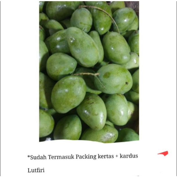 

Mangga Muda Mentah Rujak 1Kg Fresh Asem Manis Ternikmat