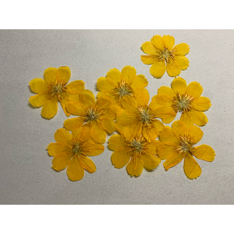 Kenikir kuning kering, bunga kering cosmos kuning, herbarium cosmos kuning