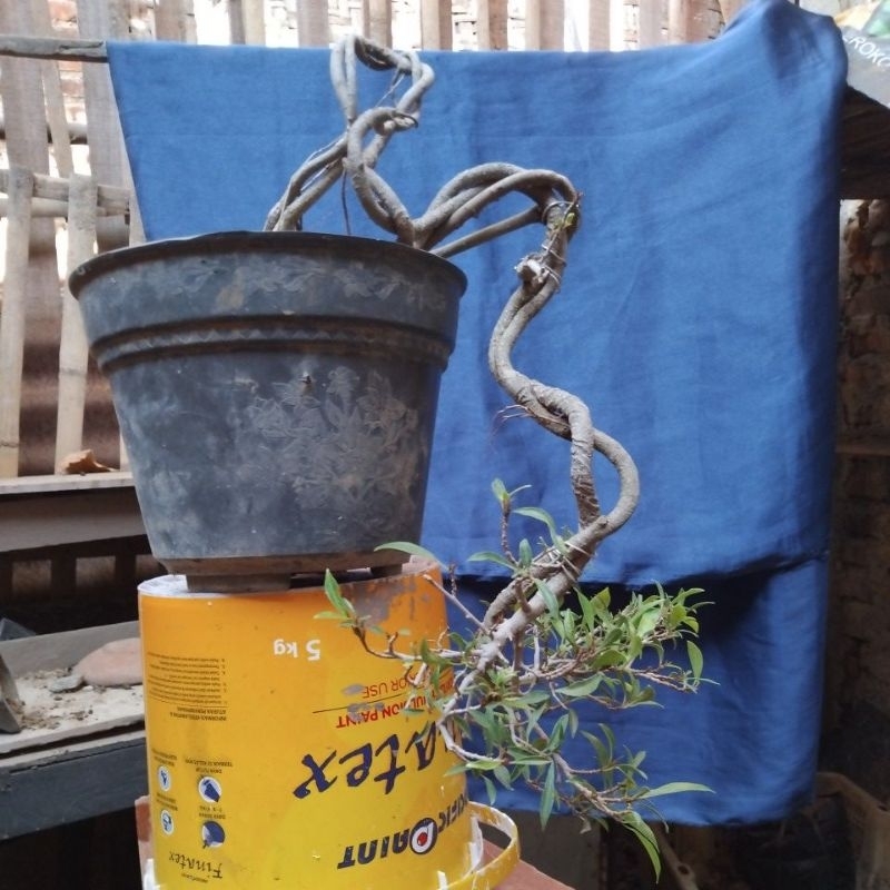 bonsai beringin afrika exstrim