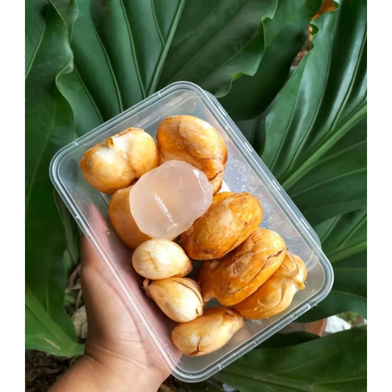 

Buah Lontar Fresh isi 8 pc