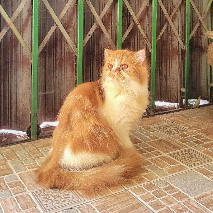 Kucing Flatnose kitten Big Size Lucu Umur 7 Bulan - Siap Adopsi Munchkin Mainecoon