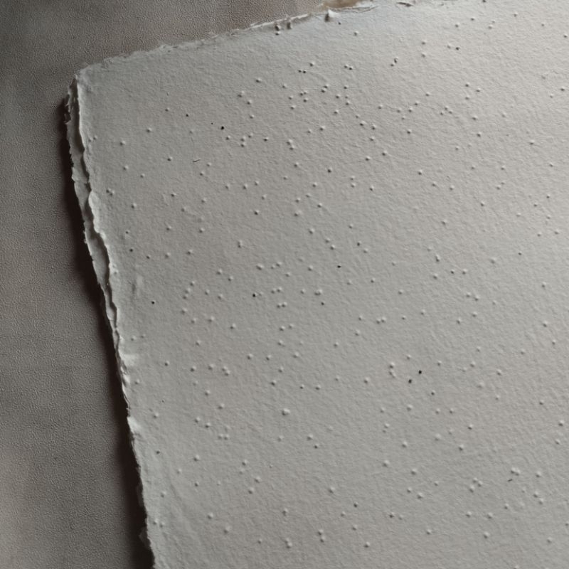 Kertas Benih Celosia Putih Tulang – Kertas Multifungsi Daur Ulang