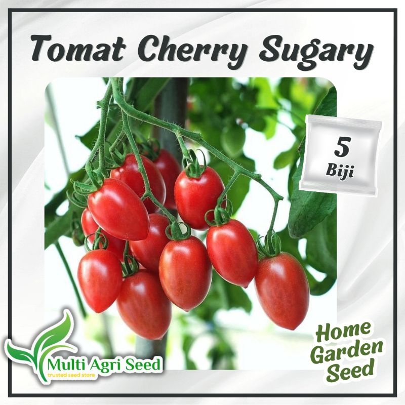 5 Biji Benih Tomat Cherry Sugary F1 Bibit Tomat Cherry Rasa Manis