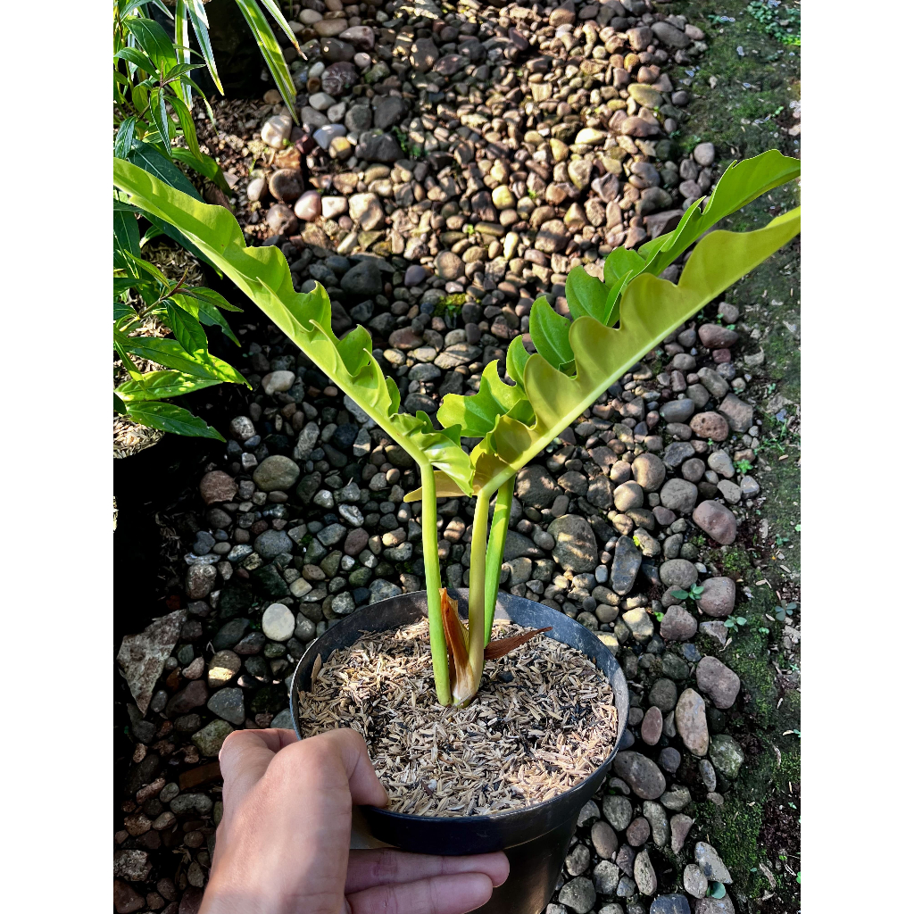 Tanaman hias Philodendron goldensaw / crocodile golden / philo gergaji golden