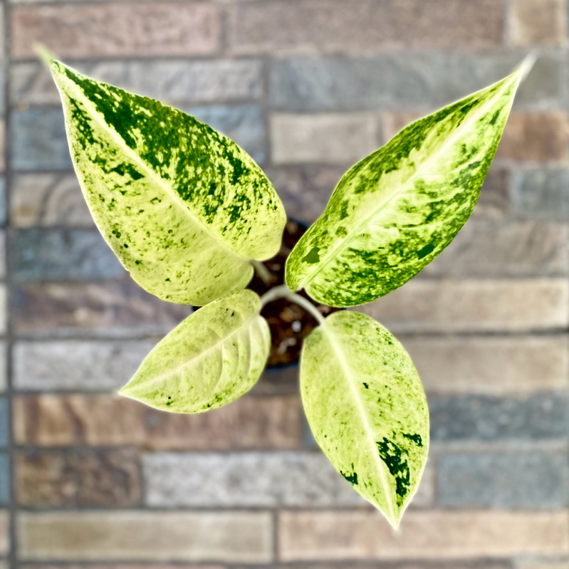 Aglaonema Big Roy Putih