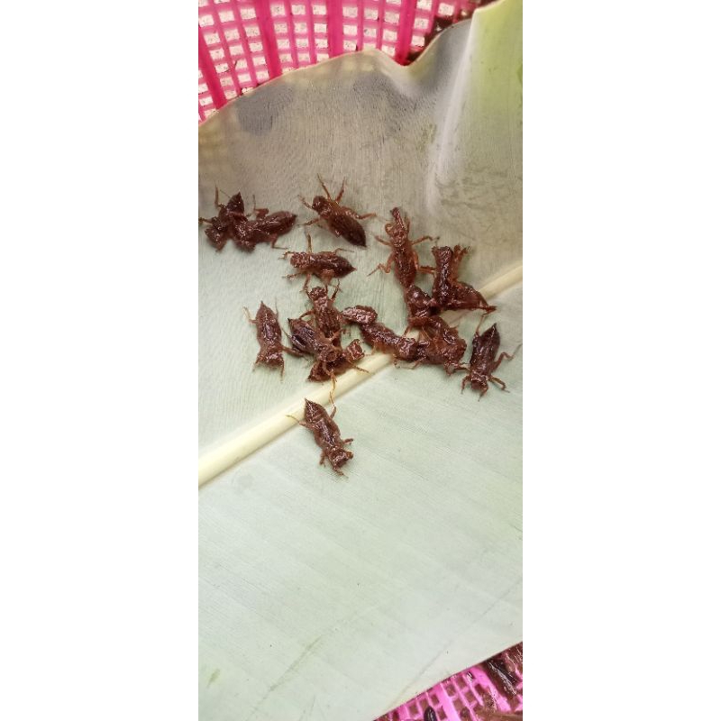 larva capung(unil sawah)isi 50 ekor