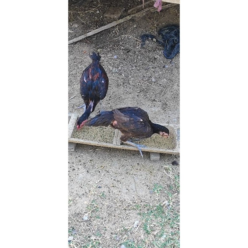 

ayam kampung hidup