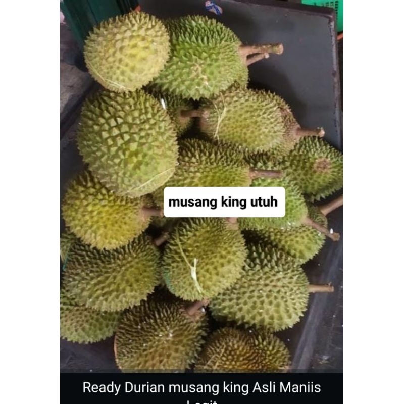 Durian Musang king utuh per l buah 1,7kg