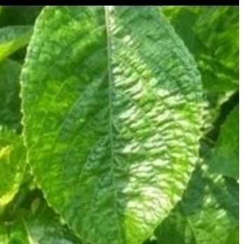 

Daun keji beling/pecah beling segar organik( 50Lembar )