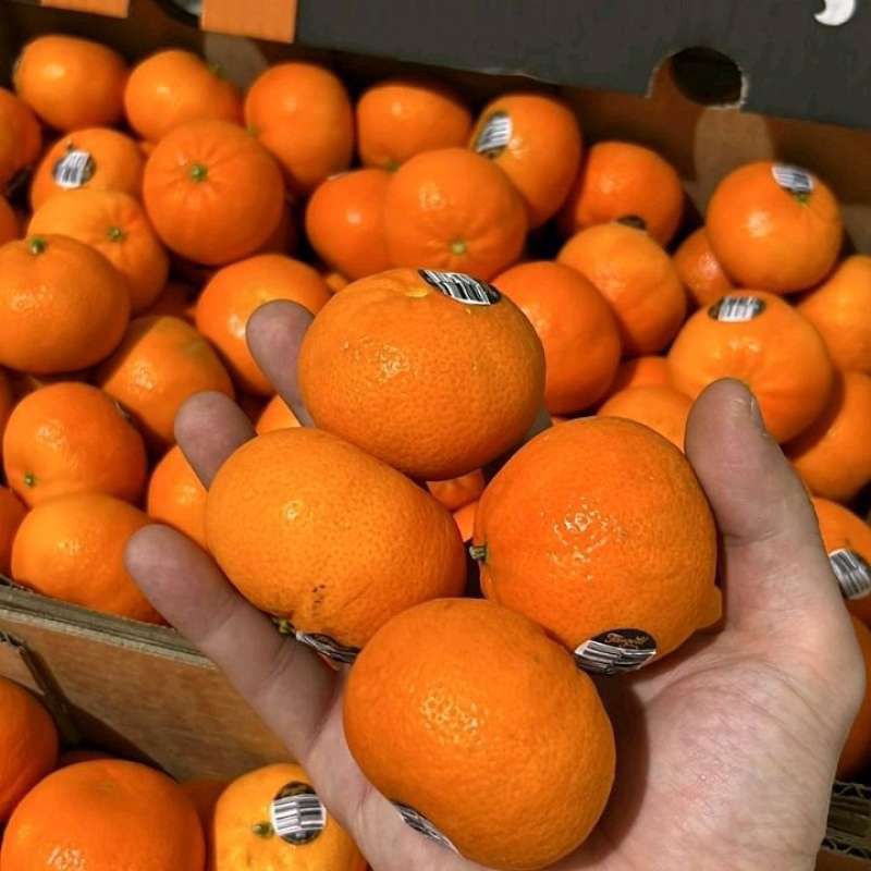 

jaruk tan gold/mandarin manis 1 dus 9kg