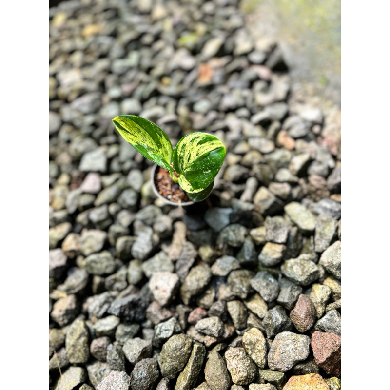 scindapsus treubii varigata