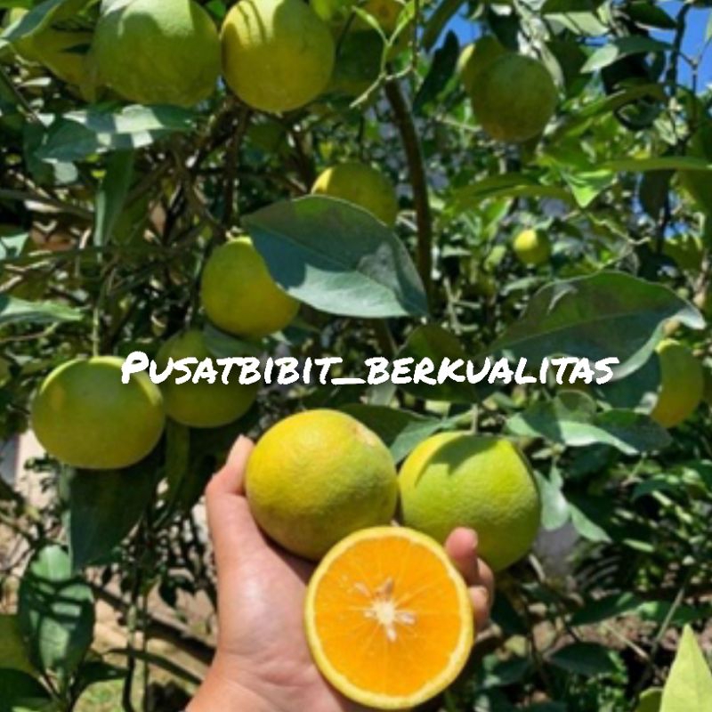 bibit tanaman jeruk baby Java berbuah
