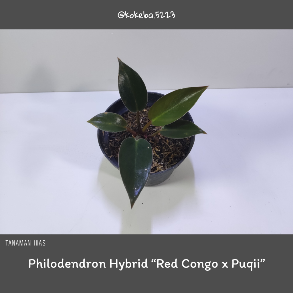 Philodendron Hybrid Red Congo x Puqii | Philo Hybrid - Tanaman Taman