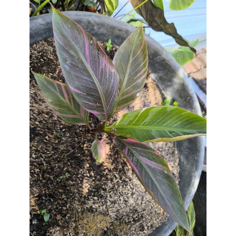 pisang varigata pink