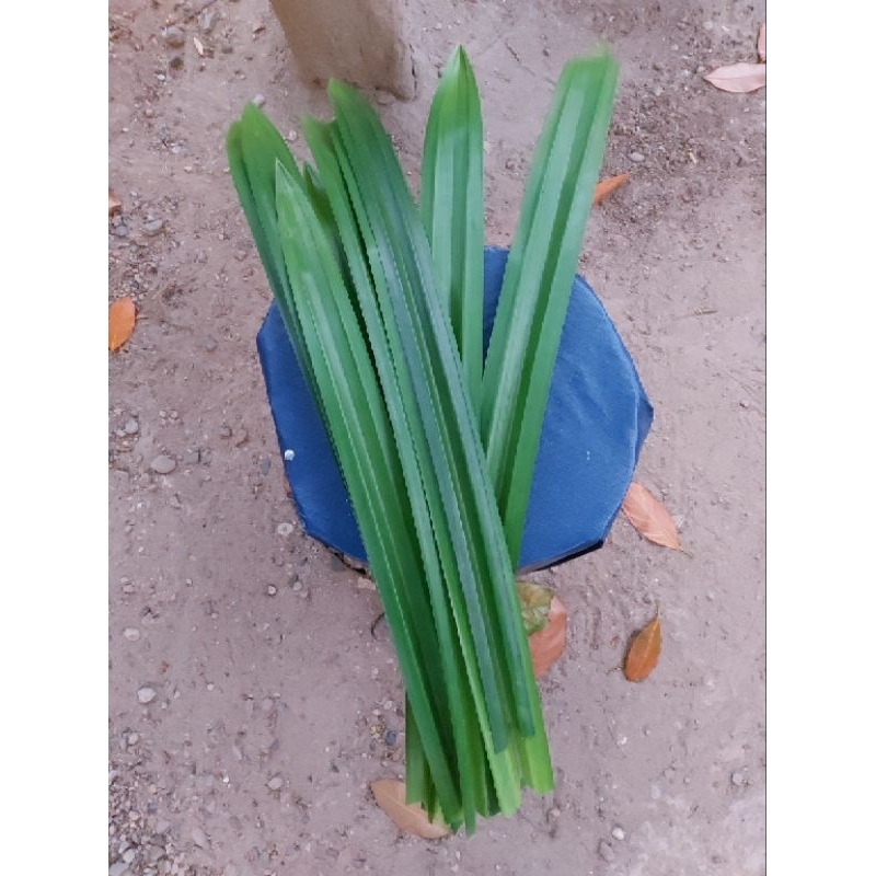 

10 helai daun pandan wangi