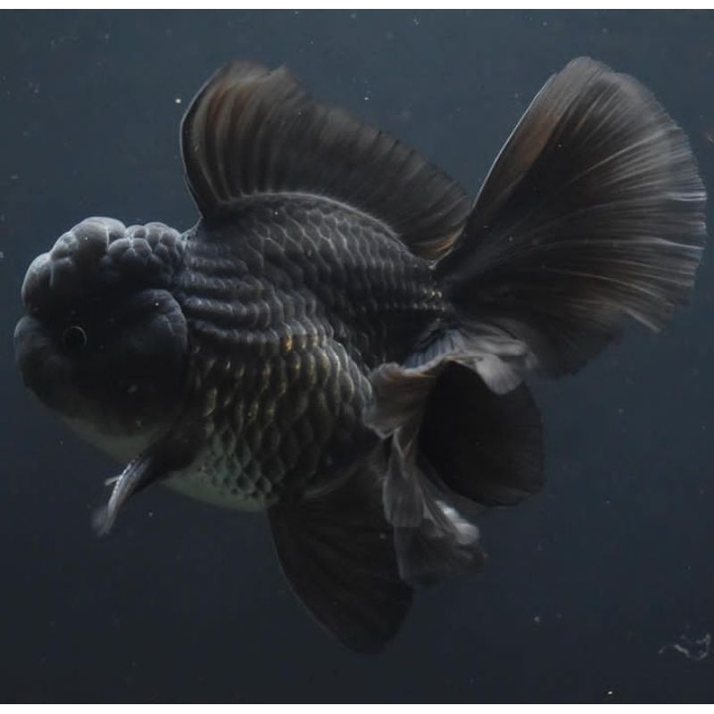 BLACK ORANDA COLORR GIMBUL GIMBUL