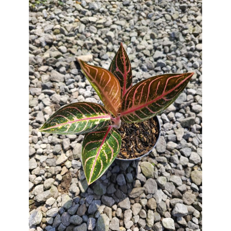 Aglonema Pride of Sumatra