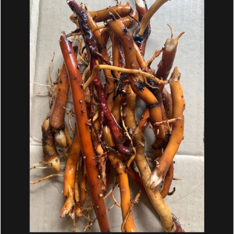 

Akar pohon kelapa hijau segar 1kg obat herbal