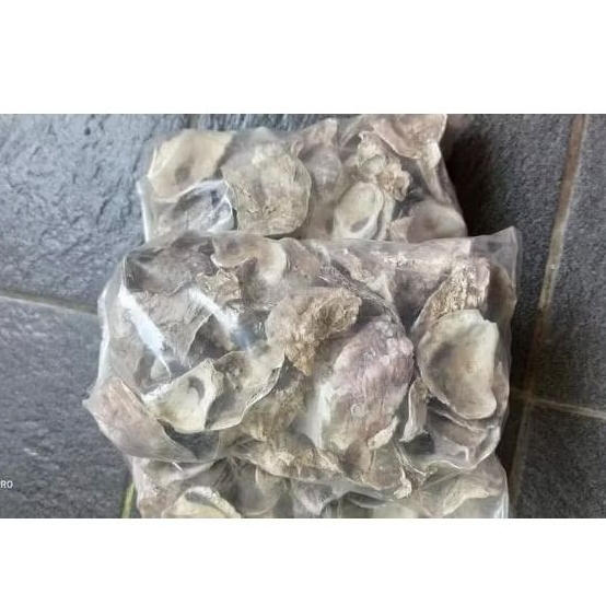 Oyster Kulit Kerang Cangkang Kerang Media Filter 1kg