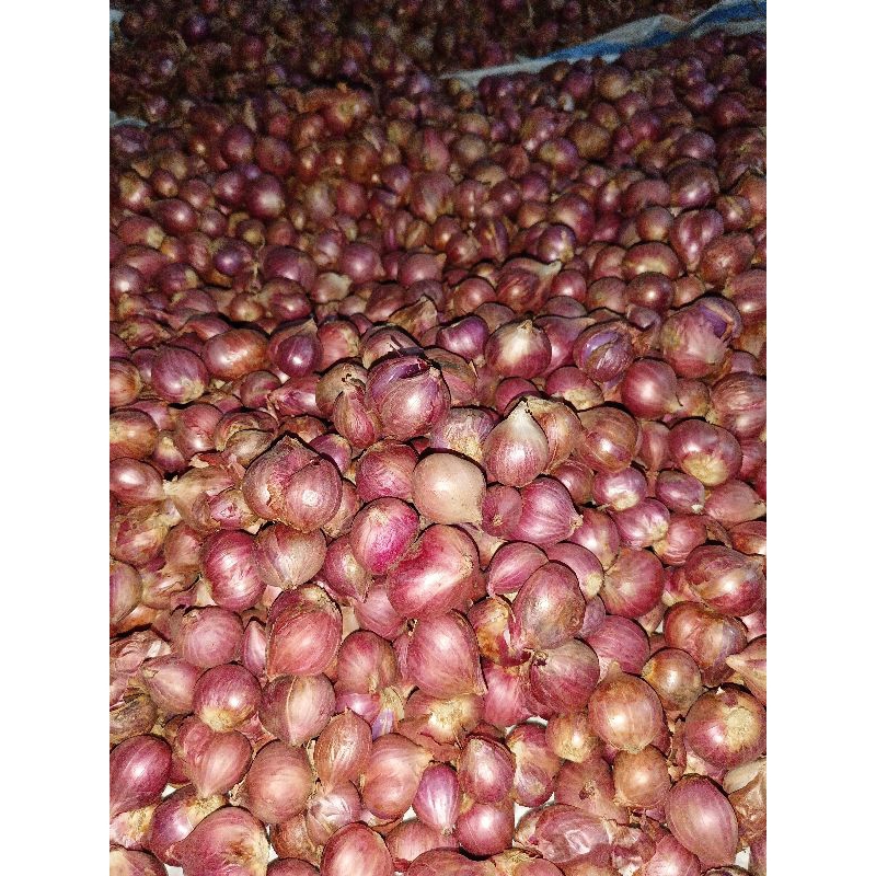

Bawang Merah Bima