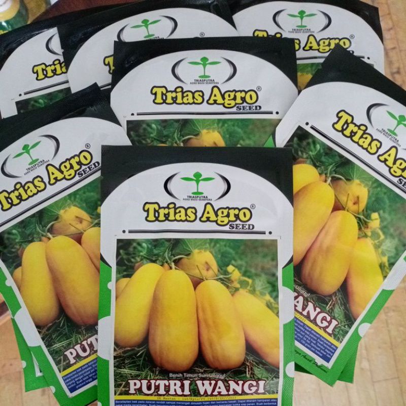 Benih timun suri putri wangi